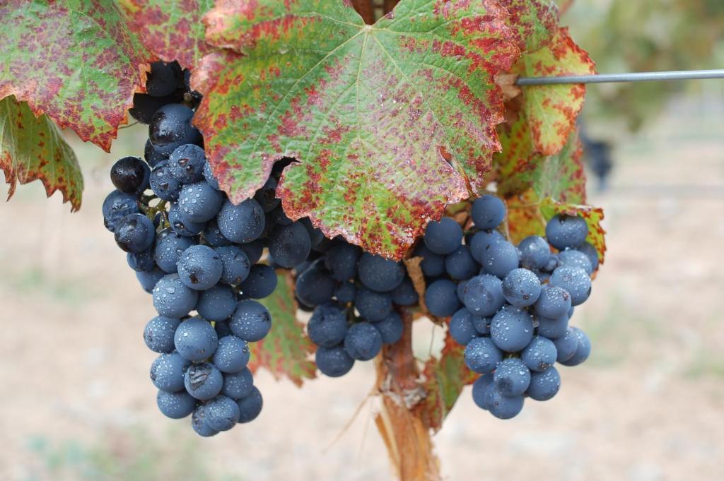 Miraluna Bodega Boutique Cachi Luaran gambar